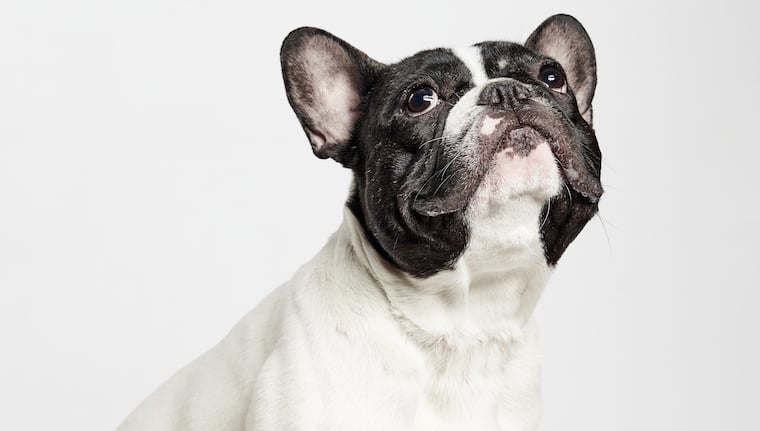 Why the French Bulldog Shouldn’t Be the Most Popular Dog Breed in America – DogTime