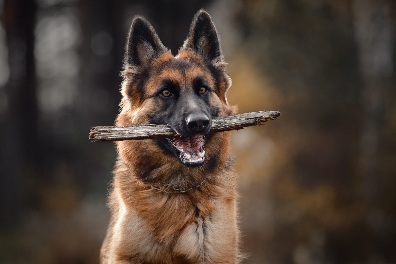 German Shepherd Goes Viral for Hilarious Hop While Playing Tug of War – One Green Planet