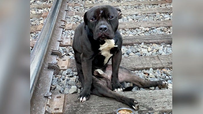 Nonprofit fights for dog, found with injured spine on tracks – KYW