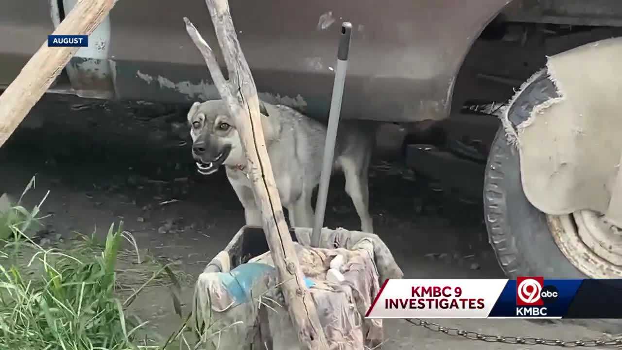 PETA issues action alert on Cass County property with multiple tethered dogs – KMBC Kansas City