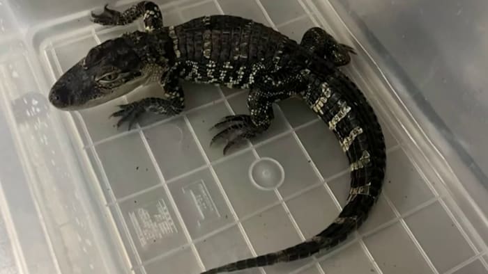 Baby alligators are being sold in Michigan, dumped or killed when they get too big – WDIV ClickOnDetroit