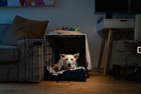 What to know before bringing a dog home to an apartment – The Washington Post