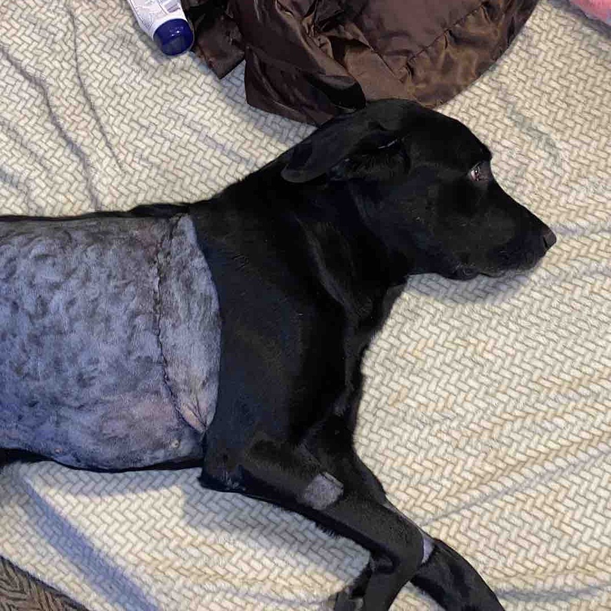 Pet Parents Beware, This Illinois Dog Nearly Died From Digging in Dirt – q985online.com