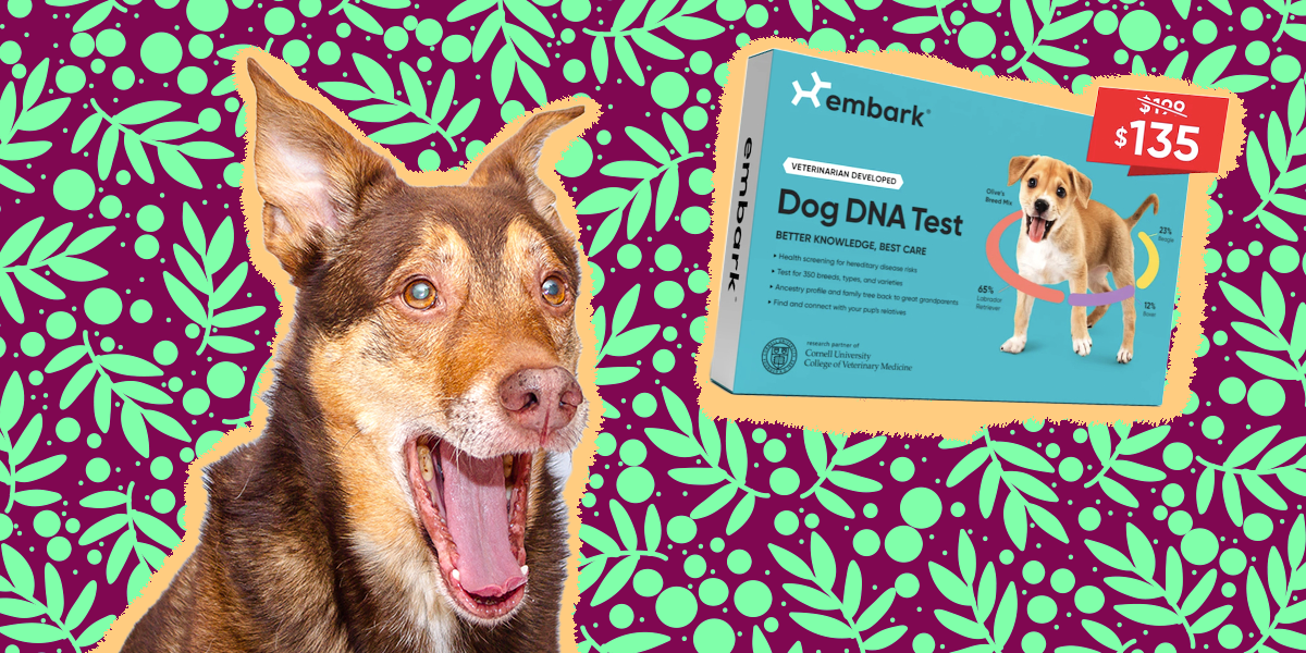 Cyber Monday Dog DNA Test Deals That Are Too Good To Pass Up – The Dodo