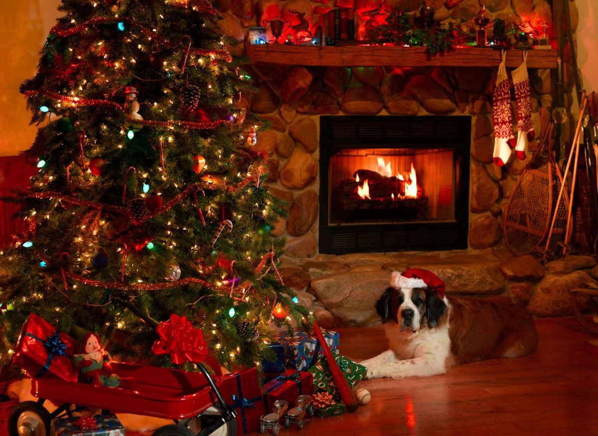 Christmas Pet Safety 2022: Here's how to pet proof your home this festive season to keep your cute cats and adorable dogs healthy and happy – The Scotsman