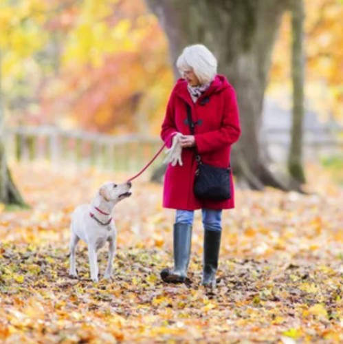 Pet Wellness Clinic in Danbury for Seniors and Veterans – HamletHub