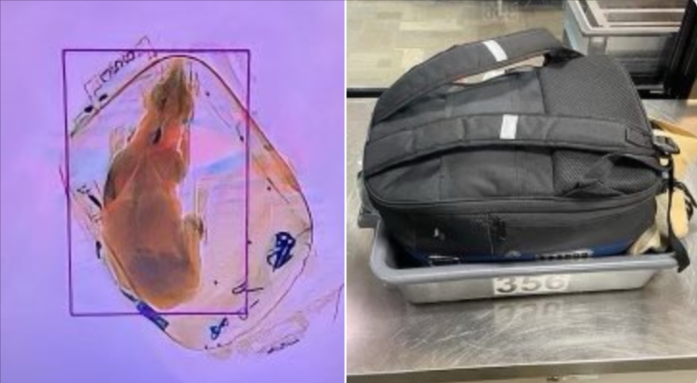 Traveler 'Accidentally' Sends Dog Through X-Ray at Wisconsin Airport, TSA Says – NBC Chicago