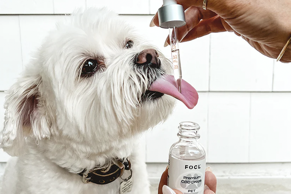 Best CBD for Dogs with Arthritis | GreenState – GreenState