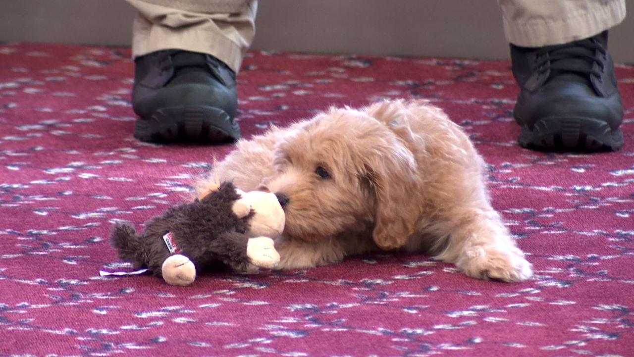 Springfield College welcomes first comfort dog – WWLP.com