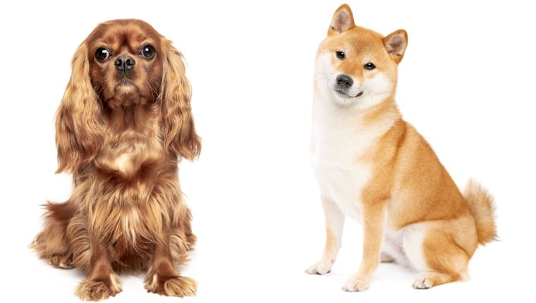 Cava Inu Dog Breed Pictures, Characteristics, and Facts – DogTime