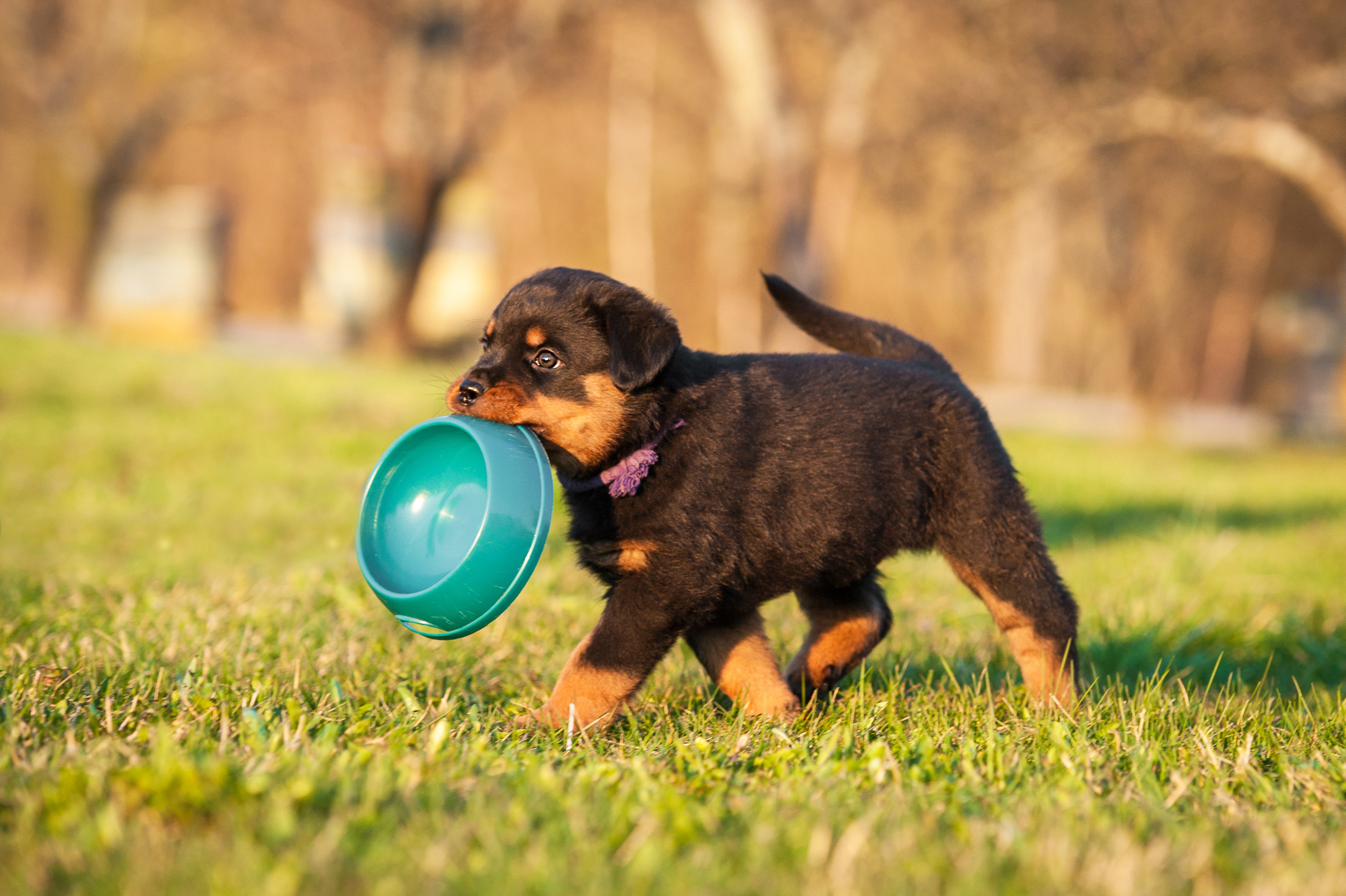 Best Puppy Food For 2023: Top 5 Brands Most Recommended By … – Study Finds