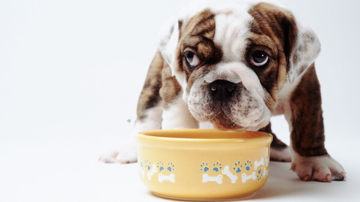 Dog nutritionist says to avoid feeding these five foods to your dog … – PetsRadar