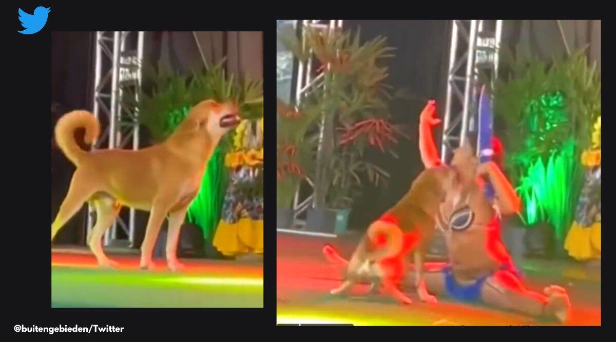 Dog interrupts performance, netizens laud dancer for maintaining … – The Indian Express