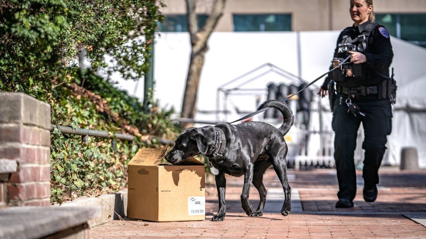 U.S. sees shortage of bomb-sniffing dogs – NPR