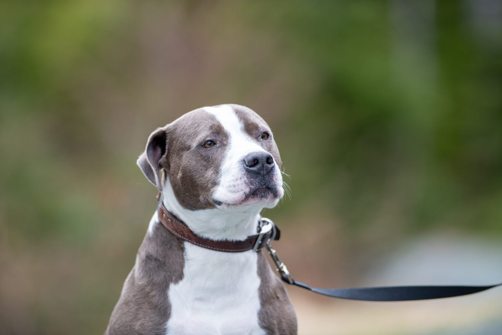 Good Samaritan Helps Rescue Dog Who Was Tied to Car and … – One Green Planet