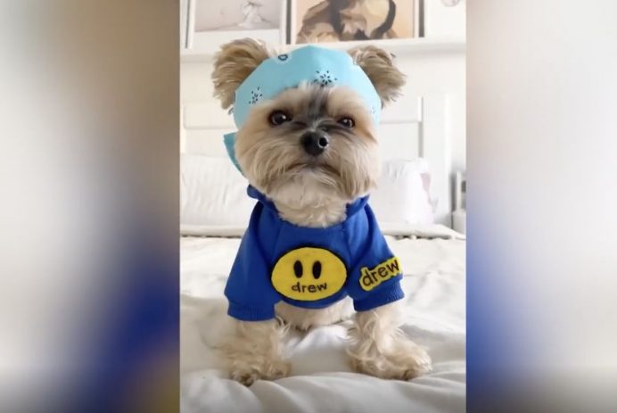 Ducky is the Yorkie stealing hearts across your timeline – Yahoo Sports