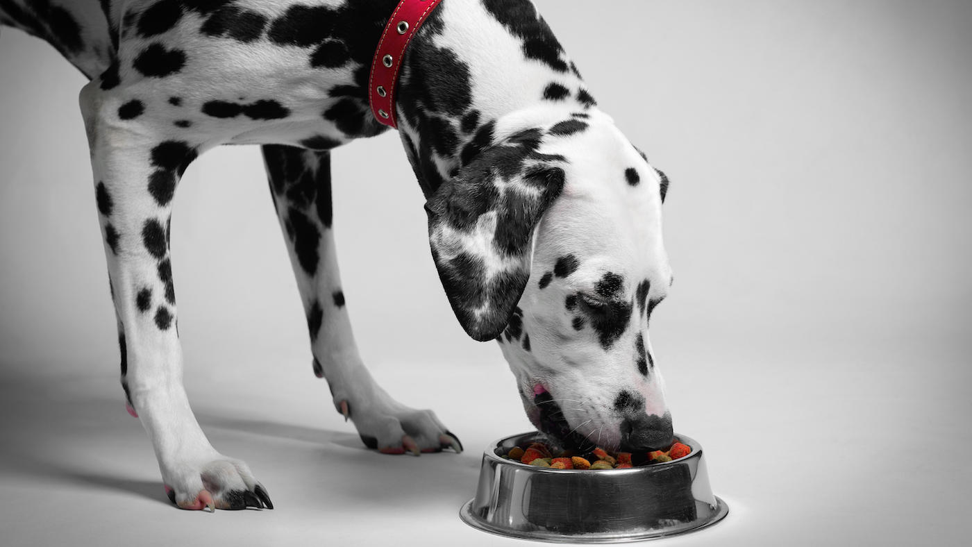 Best dry dog food: catering for all tastes and requirements – Horse & Hound