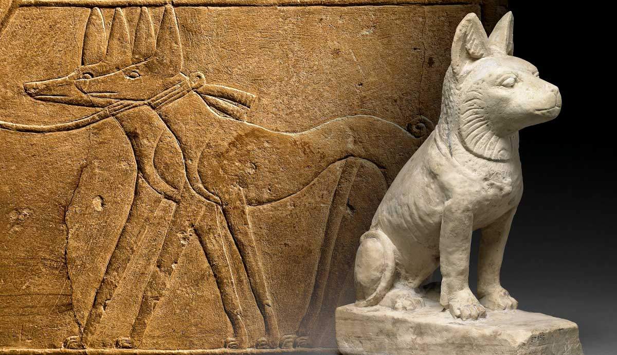 Dogs in Ancient Egypt: The Early Origins of Man's Best Friend – The Collector