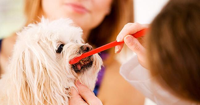 Oral Care is Health Care | Current Issue | petbusiness.com – Pet Business Magazine