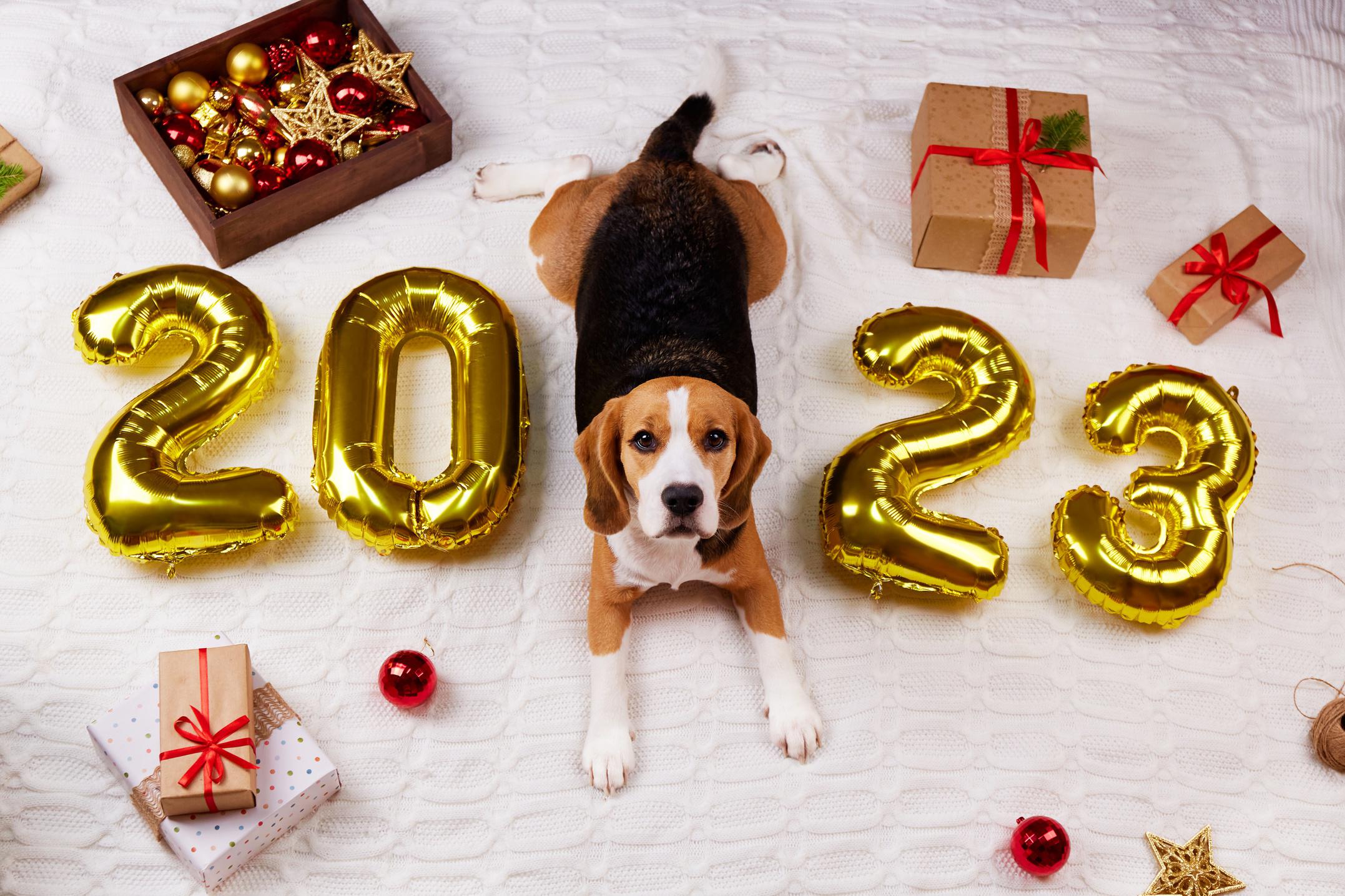 10 New Year Resolutions For Pet Parents To Start 2023 Off On The Right Paw – Forbes