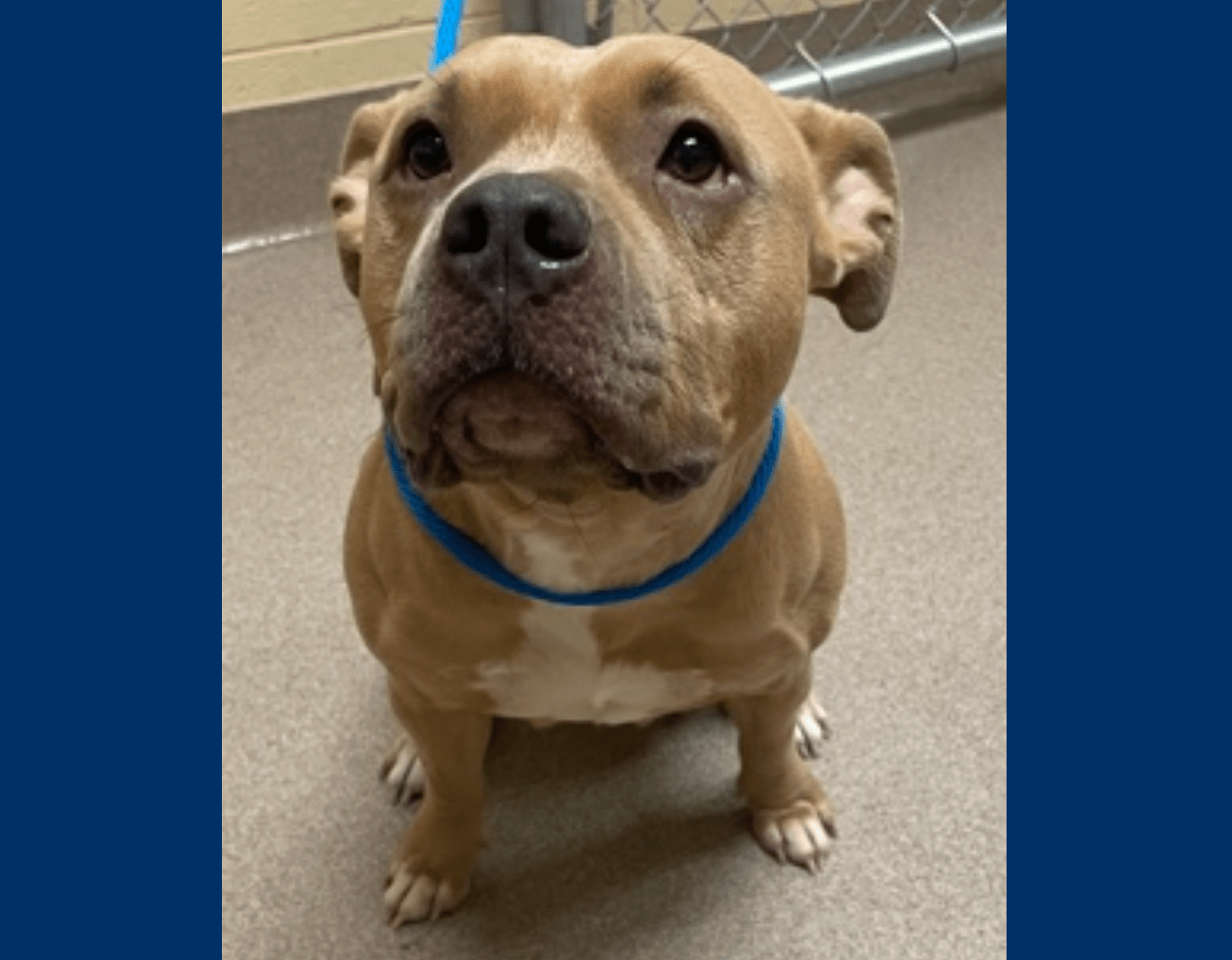 Eliza: Wisconsin Humane Society Featured Pet for Jan. 18 – Racine County Eye