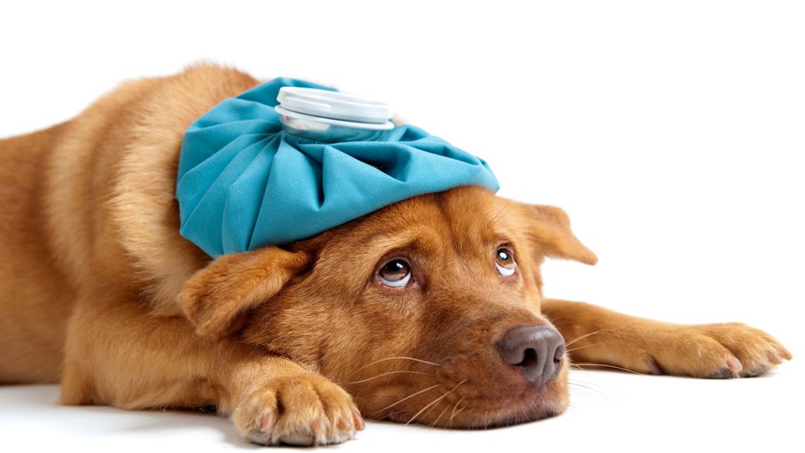 VERIFY | Are canine flu cases rising? – WUSA9.com