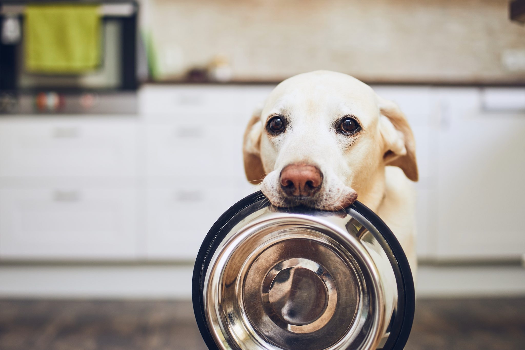 Raw pet food: On the menu? – Sifted