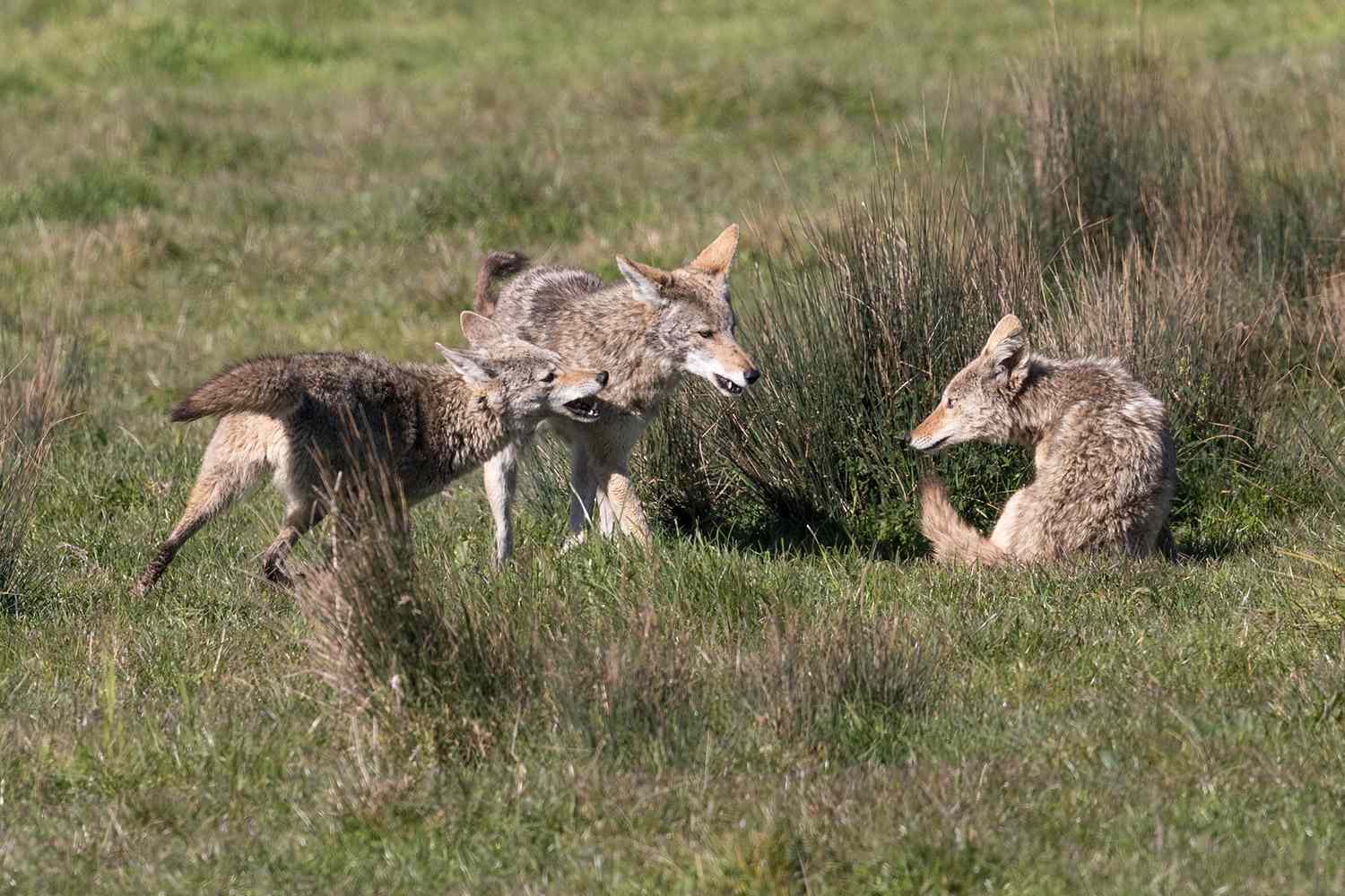 Calif. Couple Shares Warning to Pet Parents After a Pack of Coyotes … – PEOPLE