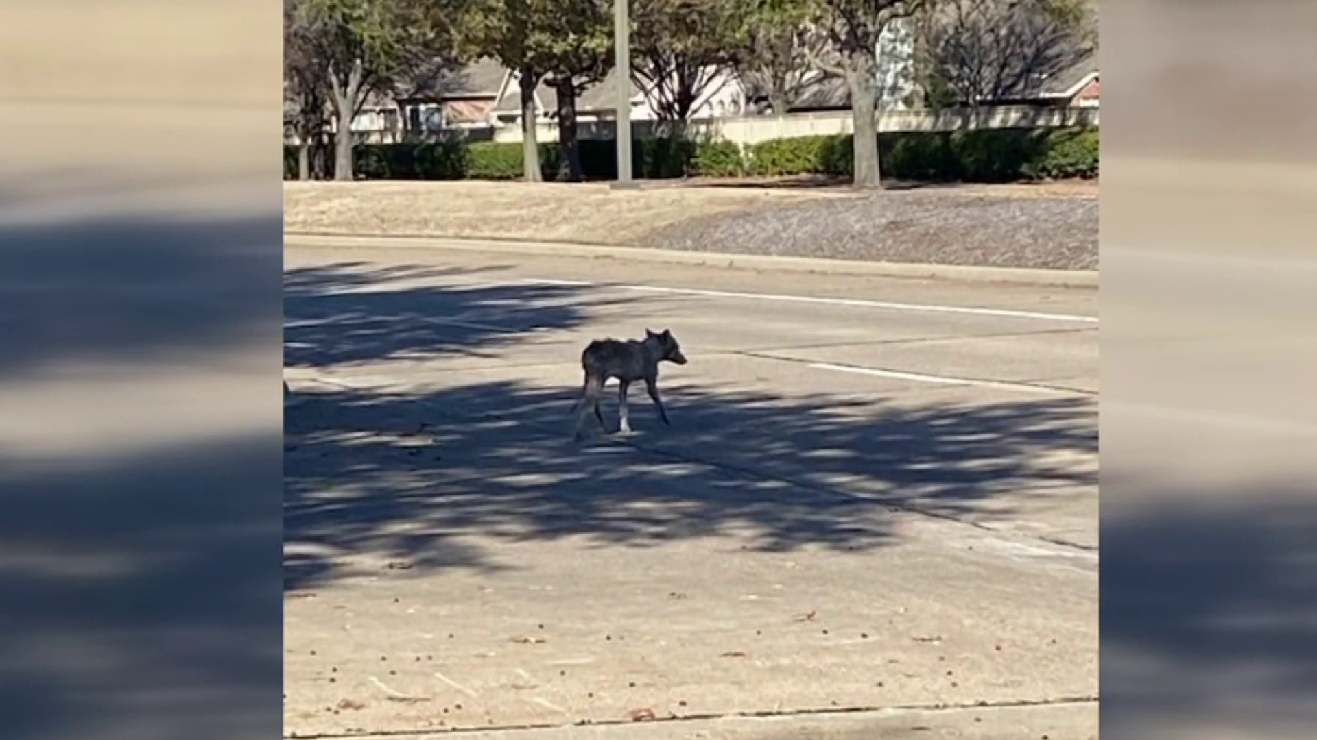 McKinney Family on Edge After Coyote Encounter – NBC 5 Dallas-Fort Worth