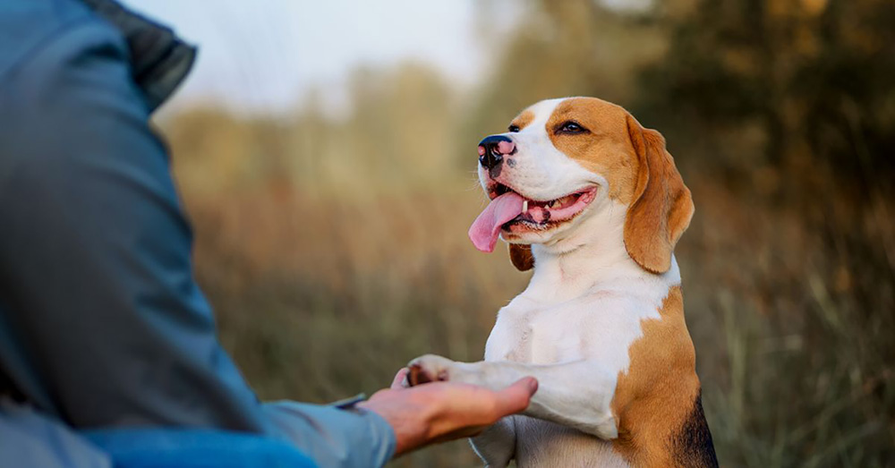 3 Benefits of Feeding Collagen Peptides to Your Dog – The Ritz Herald