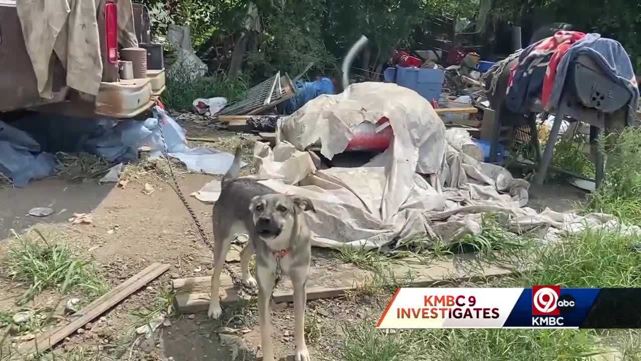 29 ‘neglected’ Cass County dogs officially in Humane Society of Missouri custody – KMBC Kansas City