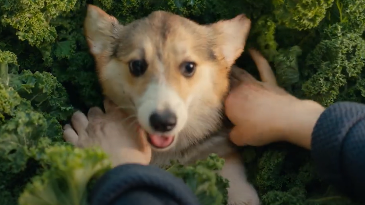 US Ad Of The Day: Puppies Sprout Like Crops In Nutro’s ‘Let’s Grow … – The Drum