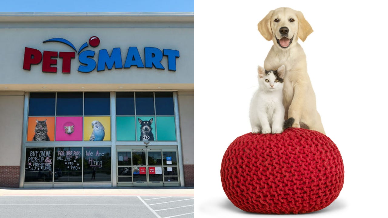 PetSmart searching for cat and dog 'chief toy testers,' offering $10,000 each – FOX 2 Detroit