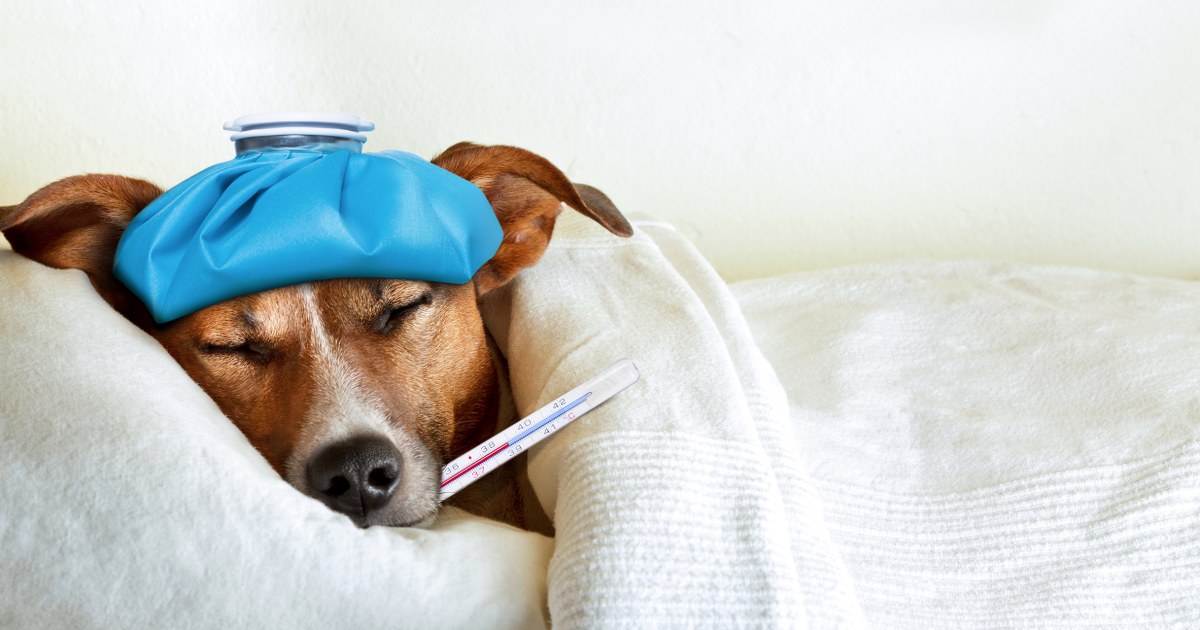 Dog Flu: Canine Influenza Symptoms, Treatment and Facts – TODAY