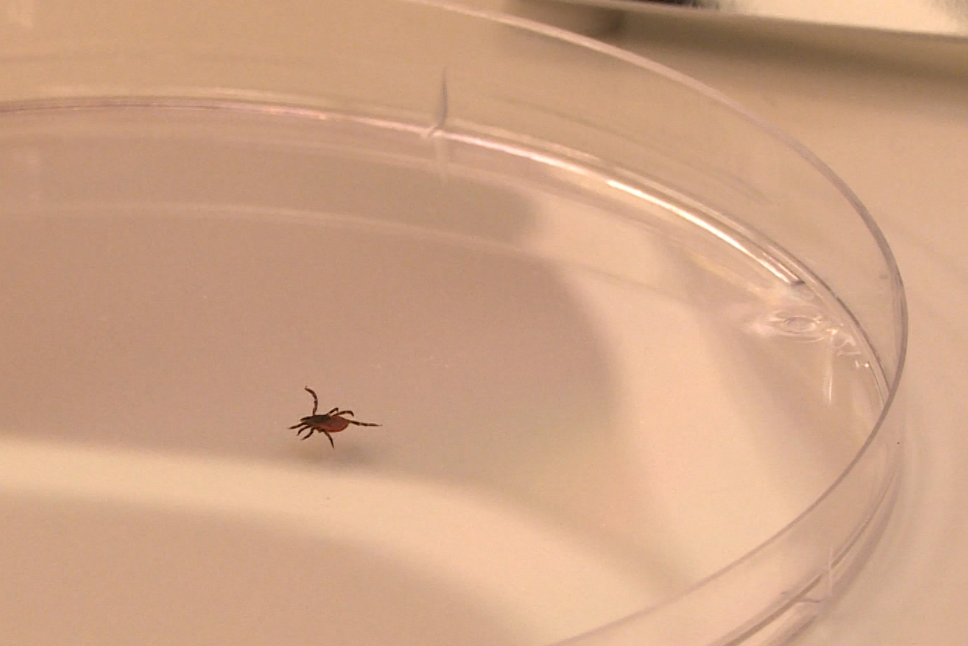 Lack of data leaves Indiana doctors unprepared for tick diseases – Indiana Public Media