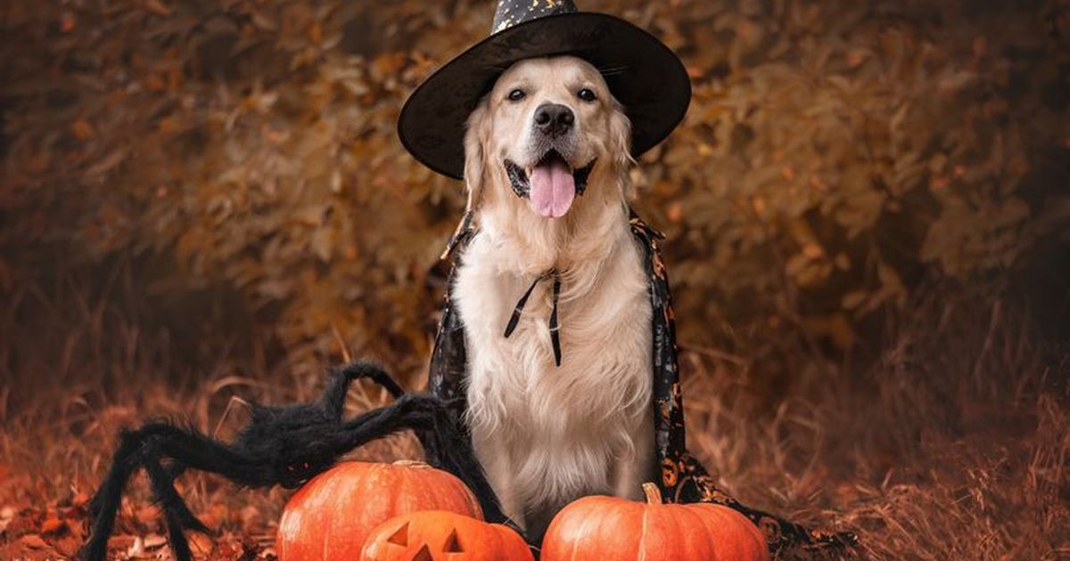 Dog Halloween costumes revealed to be 'incredibly dangerous' as … – Aberdeen Live