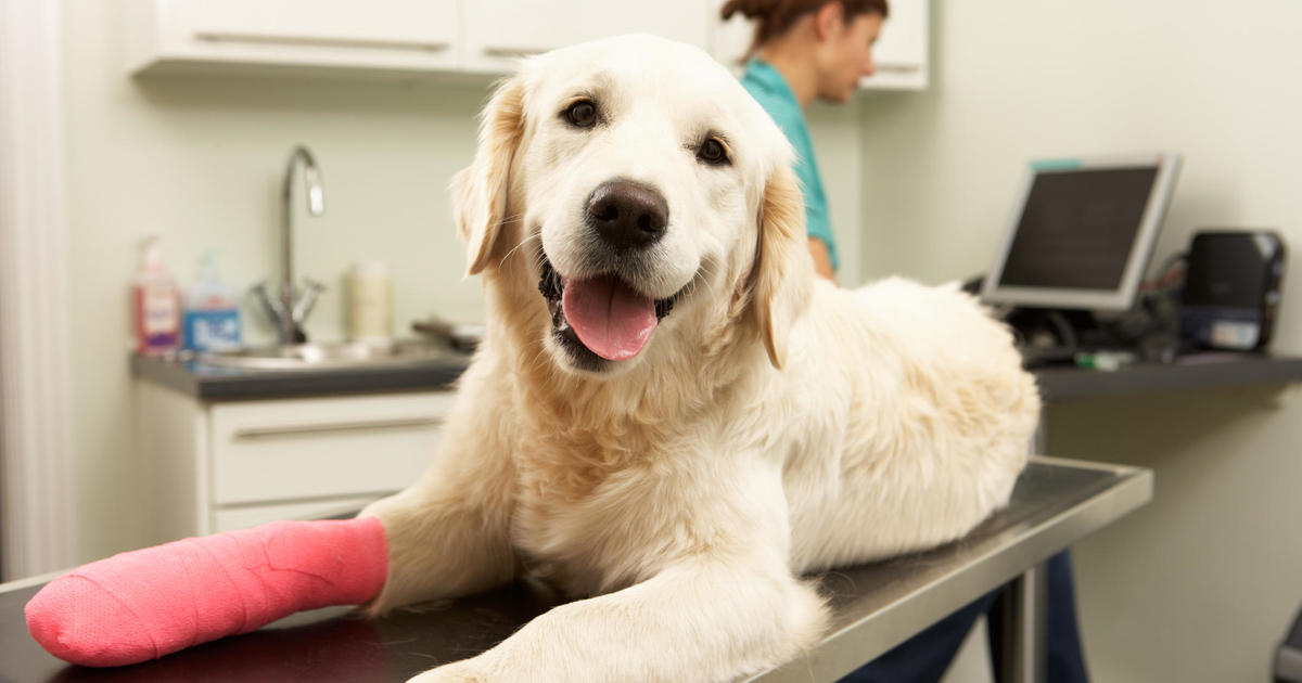 3 ways to optimize your pet insurance – CBS News