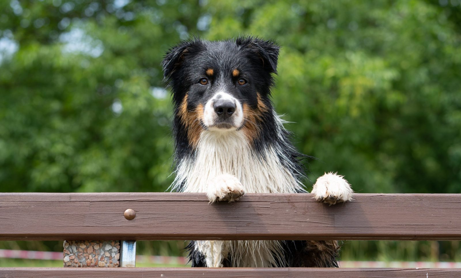 Dog Rescued After Being Swept Away in California Floods – One Green Planet