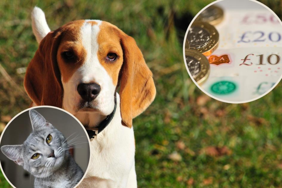 How to cut down on pet care costs as cost of living continues to rise – Lancashire Telegraph