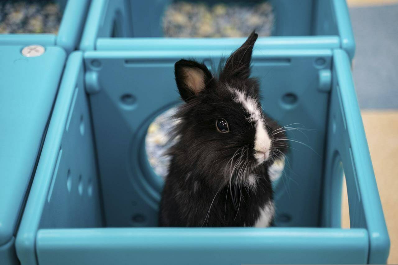 Hong Kong pet rabbits enjoy bunny resort while owners away … – Today In BC – Today In BC