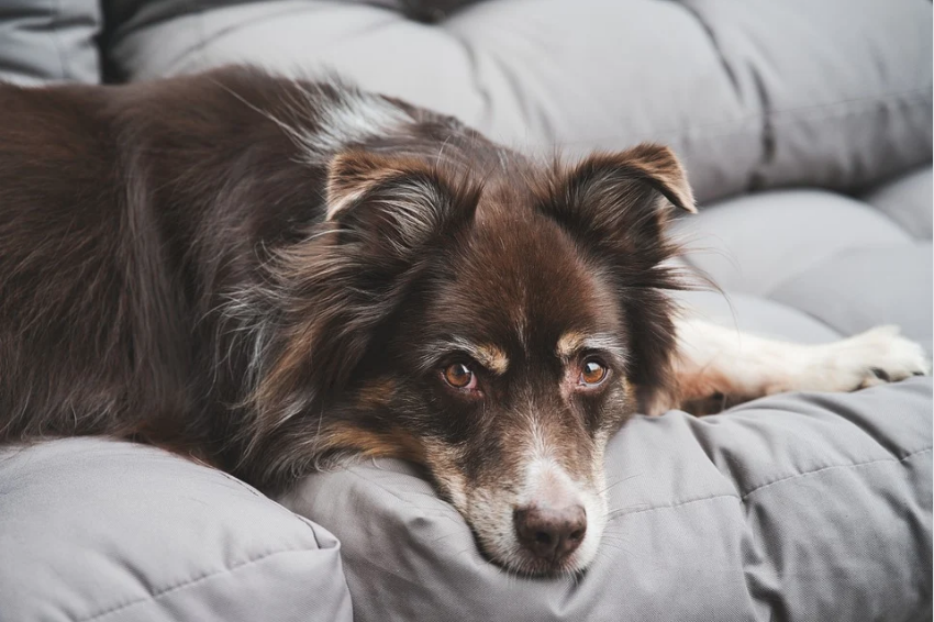 7 Most Common Dog Diseases & How To Treat Them – Medical Daily