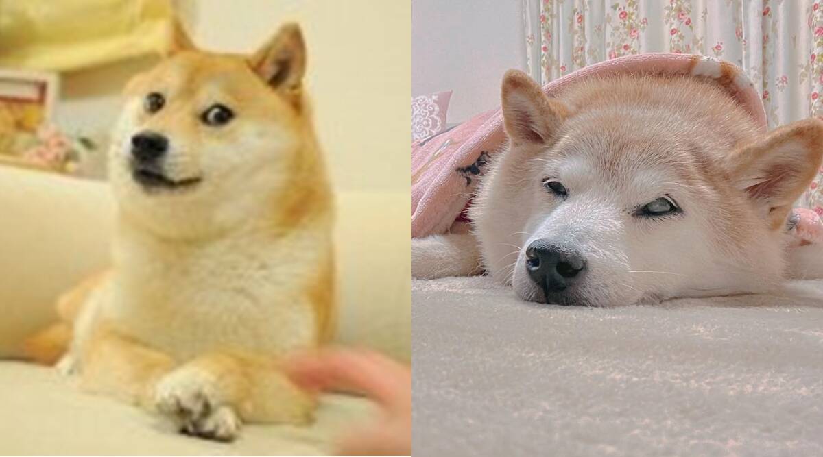 Shiba Inu who inspired the ‘Doge’ meme diagnosed with leukaemia; early signs dog parents must know – The Indian Express