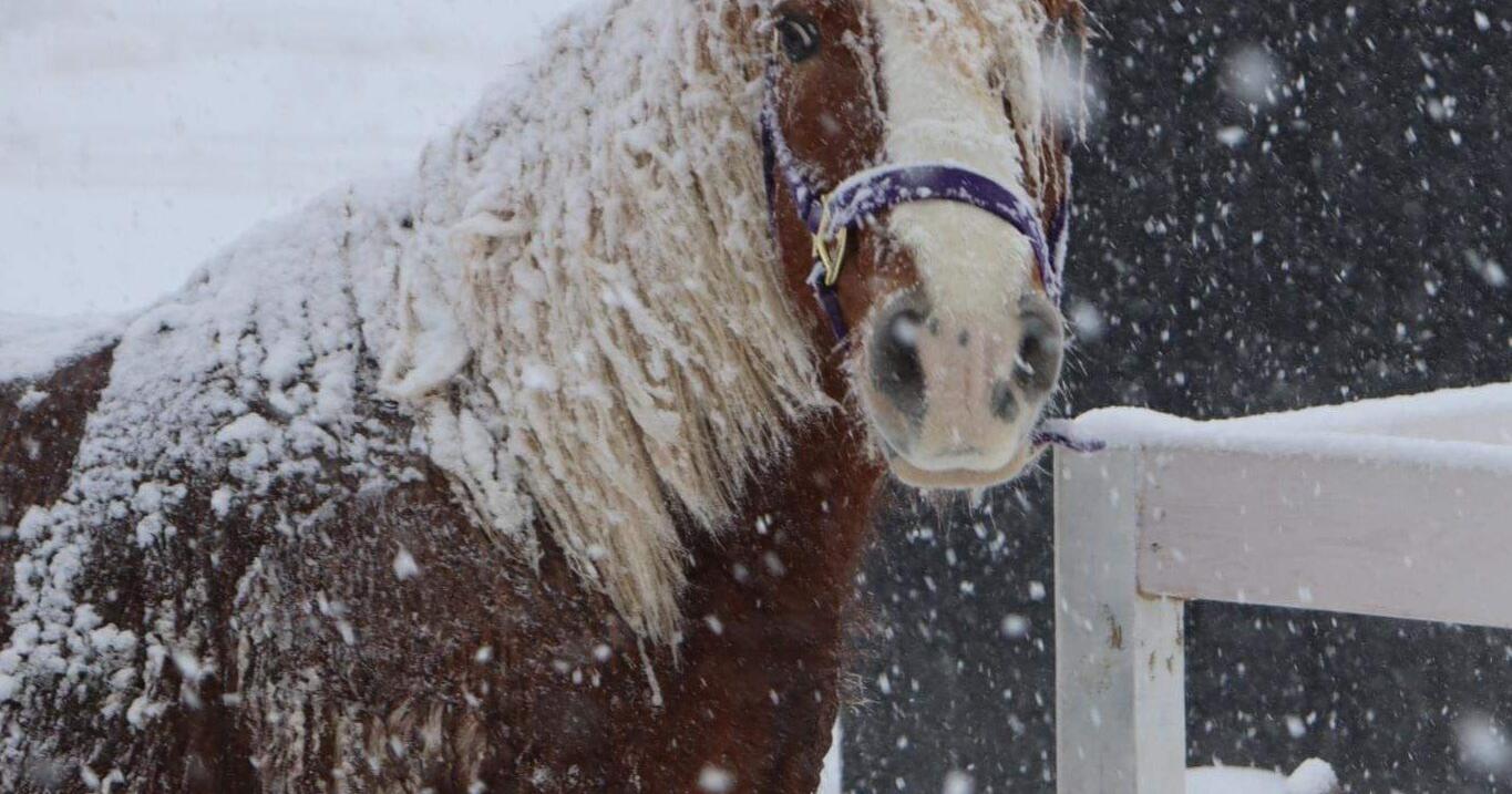 Southwest metro animal agencies offer tips on how to take care of … – SW News Media