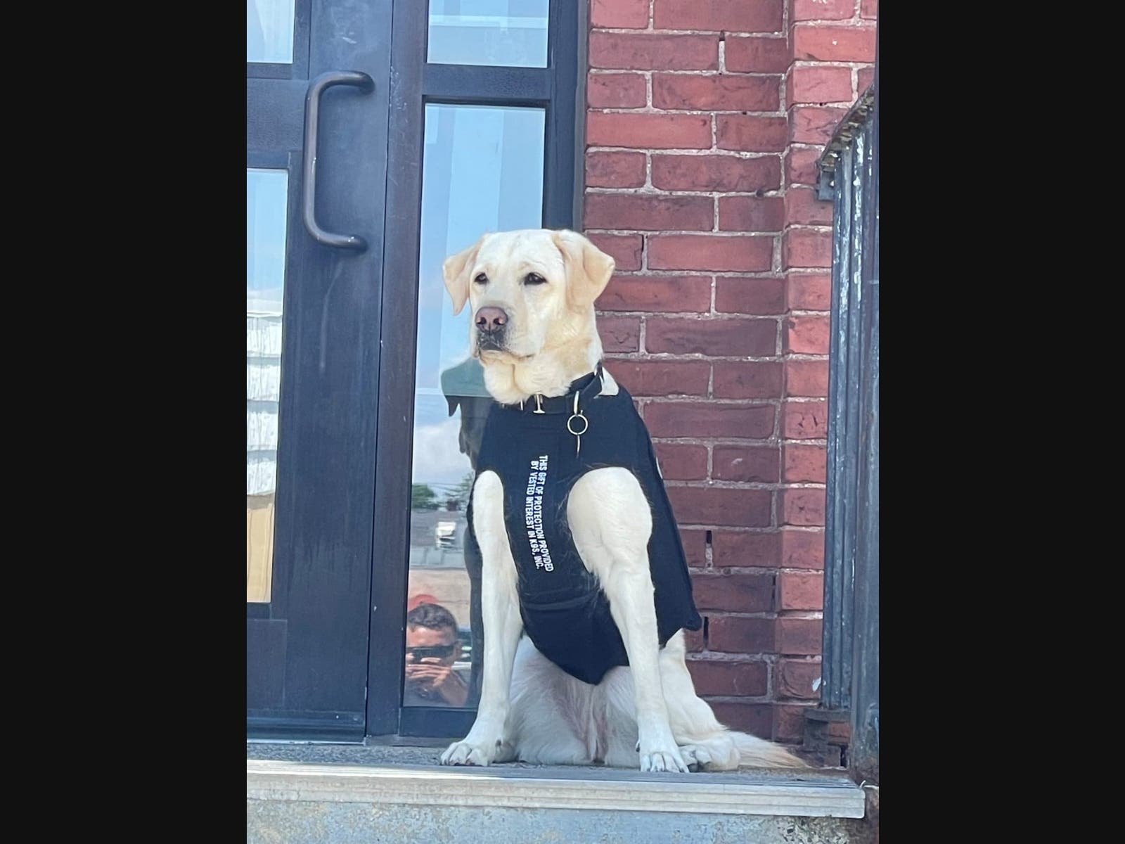 Melrose Gets Grant For Police Dog Healthcare – Melrose, MA Patch