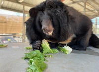 Bears, alligators, snakes among creatures rescued from Md. zoo – The Washington Post