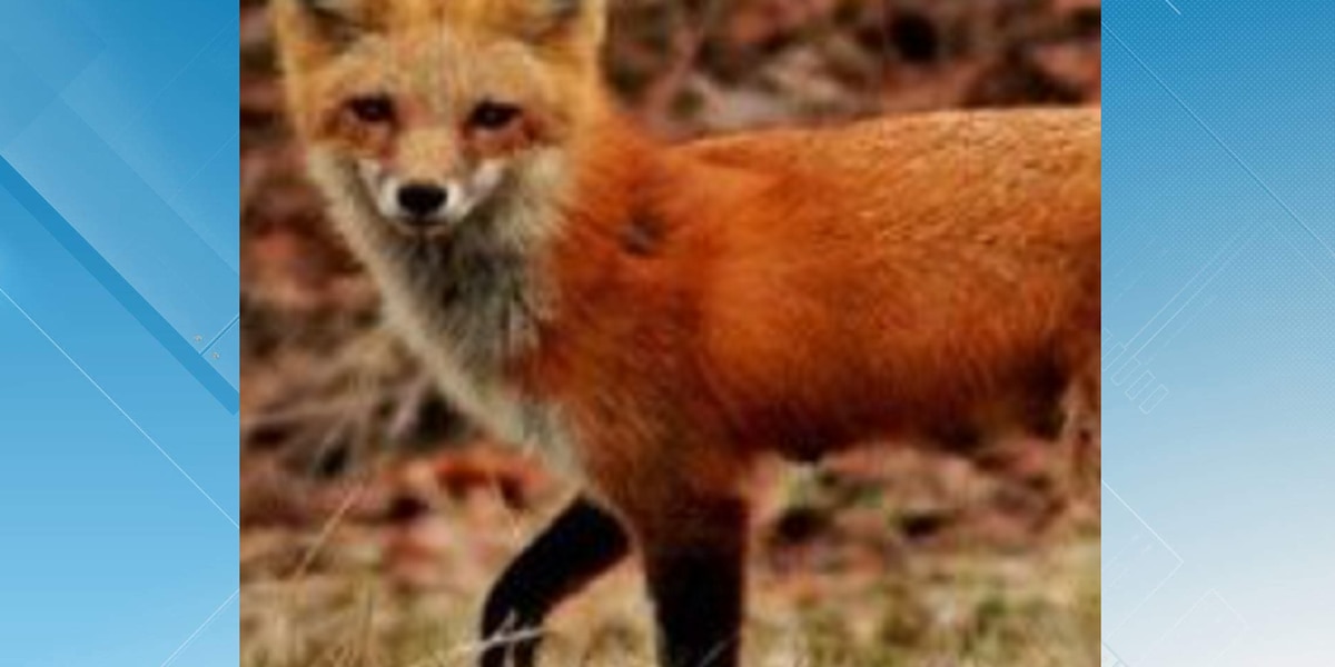 Fox attack outside Nome school injures child sparks rabies concerns – Alaska's News Source