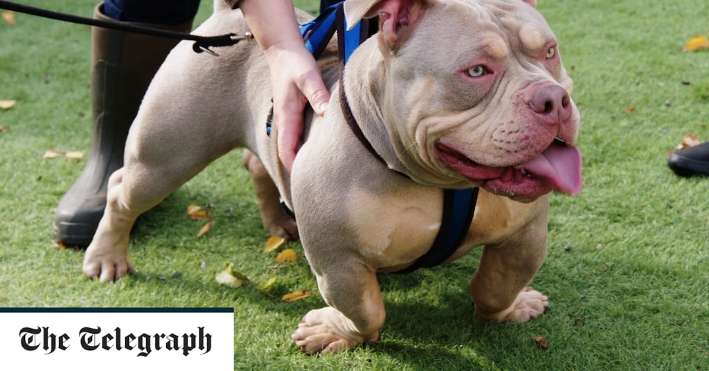 Drug gang bosses breeding 'designer bulldogs' for £20000 a pet – The Telegraph