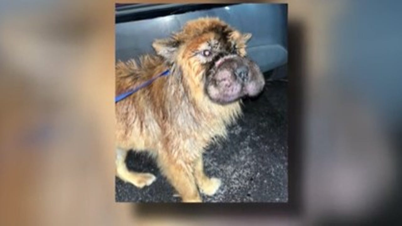 Pearland dog victim of horrific animal cruelty, plastic tie around his snout locking mouth shut – FOX 26 Houston