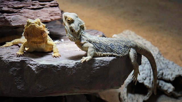 Salmonella outbreaks linked to pet bearded dragons update … – Outbreak News Today