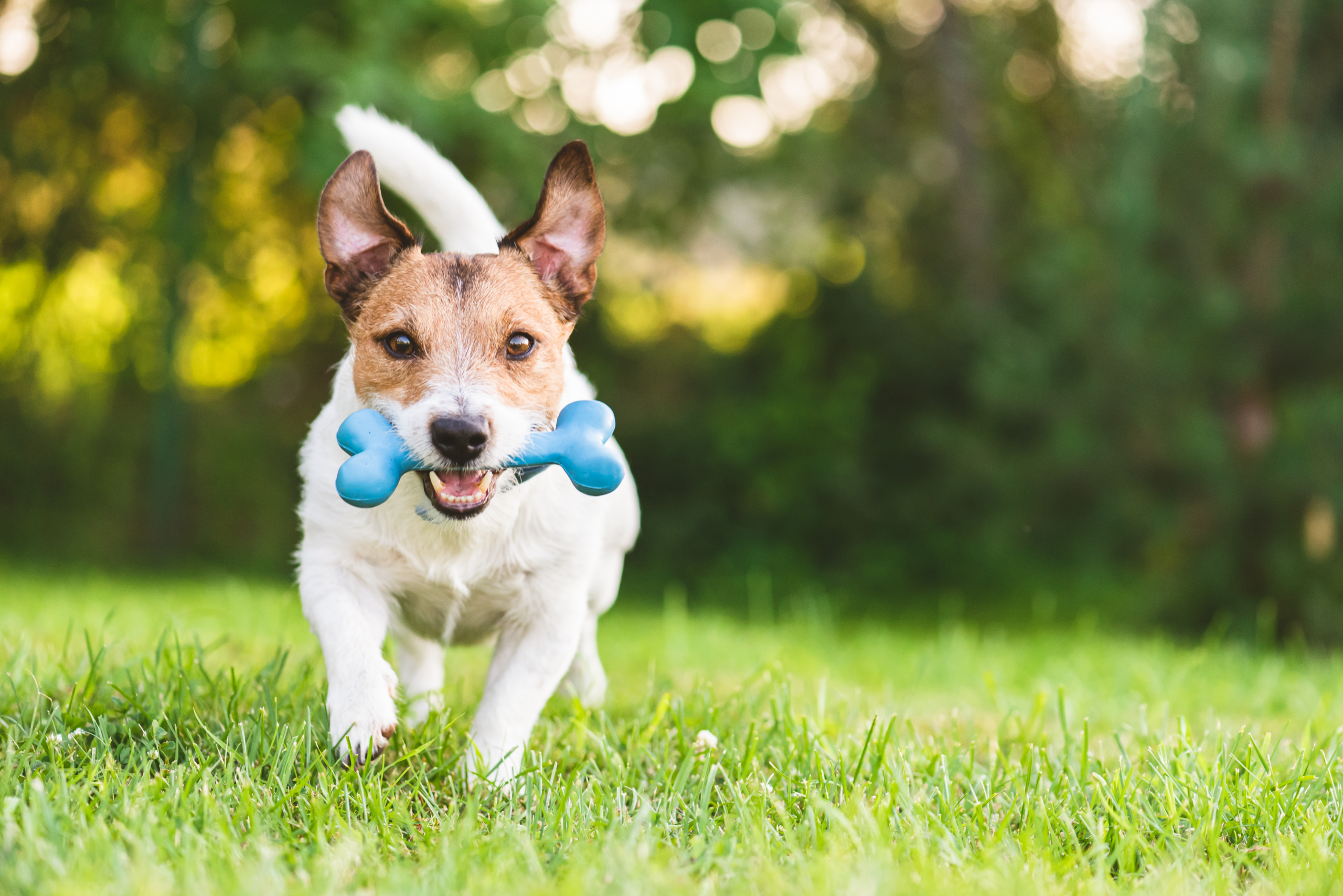 PetSmart Looking For 2 Lucky Pets as ‘Chief Toy Testers', and It Pays $10,000. Here's How to Apply – NBC Chicago